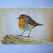 Uccello pettirosso acquarello su carta ruvida, dipinto originale