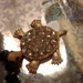 bracciale nero in Onice con pendente tartaruga strass 