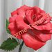 Rosa Rossa - Forme Tessili 3D