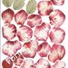 Rosa vintage rosso scuro - Forme Tessili 3D