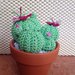 Cactus tondo medio