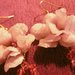 Orecchini con fiore rosa chiaro effetto ghiaccio con cristalli Swarosky rosa