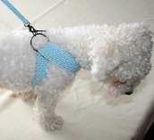 BubaDog Pettorina ergonomicha con guinzaglio a crochet uncinetto, Imbragatura per piccoli cani di puro cotone
