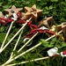 SAPONE NATURALE BOMBONIERA SEGNAPOSTO MATRIMONIO FESTA COMUNIONE BATTESIMO