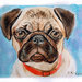 Ritratto acquerello cane carlino dipinto a mano 