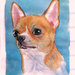 Ritratto acquerello cane chihuahua dipinto a mano 