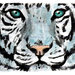 Aceo  tigre acquerello dipinto a mano