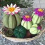 Composizione di cactus di feltro in cestino di vimini
