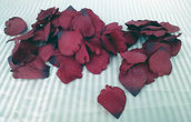 Petali di rose