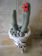 cactus con fiore rosso