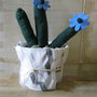 cactus con fiore azzurro