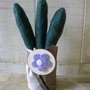 cactus piccolo 3