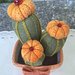 Composizione di tre cactus in feltro con fiori arancioni