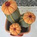 Composizione di tre cactus in feltro con fiori arancioni