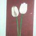 Tulipani in fiore