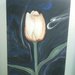 Tulipano nella notte