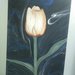 Tulipano nella notte