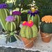 Cactus in feltro con fiore color pesca