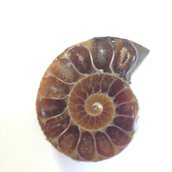 Conchiglia fossile ammonite 