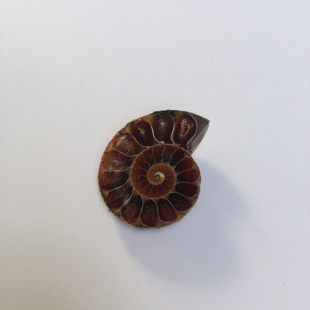 Supporto Metallico Fossile Ammonite 5 Ammoniti Fossili Su Supporto Metallo Nero - Conchiglie Preistoriche, Decorazione Cristallo Quarzo Supporti Per Ammonite Neri