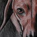 Ritratto cane bassotto matita sanguigna e carboncino