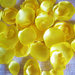 Petali finti, petali di stoffa giallo limone, matrimonio, 100 petali