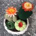 composizione di cactus in cestino di vimini rotondo, con fiori di feltro arancione
