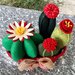 Composizione di 4 cactus con cestino di vimini rosso