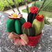 Composizione di 4 cactus con cestino di vimini rosso
