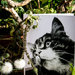 Biglietti d'auguri artistici con gatti e poesie