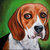 Dipinto quadro cane beagle olio su tela 