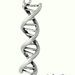 Charm ciondolo "DNA" (10x39x9mm) (cod.new)