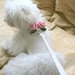 BubaDog Pettorina per piccoli cani colore bianco avorio
