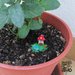 Miniatura giardino|casetta fungo|decorazione vasi|fungo fimo|miniatura fimo|giardino stagno|giardino fimo|decorazione casa|giardino fantasia