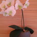 Orchidea in pannolenci 
