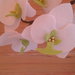 Orchidea in pannolenci 