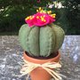 Vaso di terracotta con cactus di feltro con fiori fucsia