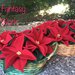Natale - Cestino di vimini con stelle di natale di lana cotta rossa