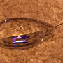 Cristalli Swarovski pendenti, ricambi per lampadari di Venini, Maria Teresa, Toso, Arlecchino, Barovier , con pezzi rotti, in Swarovski , Boemia o vetro di Murano