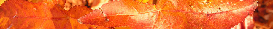 Store_banner_10458_normal